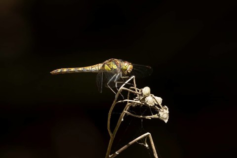 Common darter dragonfly (Sympetrum striolatum) adult insect resting on a plant seed head in summer,