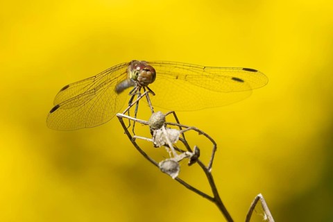 Common darter dragonfly (Sympetrum striolatum) adult insect resting on a plant seed head in summer,