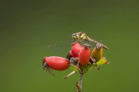Common darter dragonfly (Sympetrum striolatum) adult insect resting on rosehips, England, United