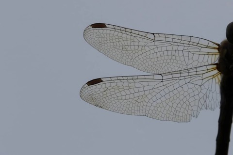 Common darter dragonfly (Sympetrum striolatum) adult insect close up of one pair of wings, England,