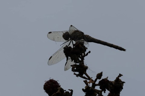 Common darter dragonfly (Sympetrum striolatum) adult insect resting on blackberries in summer,