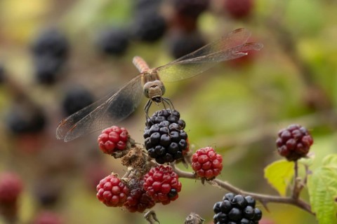 Common darter dragonfly (Sympetrum striolatum) adult feeding on a small insect while resting on