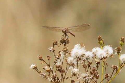 Common darter dragonfly (Sympetrum striolatum) adult insect resting on plant seedheads in summer,