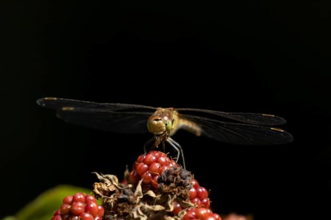 Common darter dragonfly (Sympetrum striolatum) adult feeding on a small insect while resting on