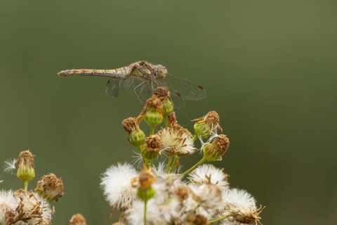 Common darter dragonfly (Sympetrum striolatum) adult insect resting on plant seedheads in summer,