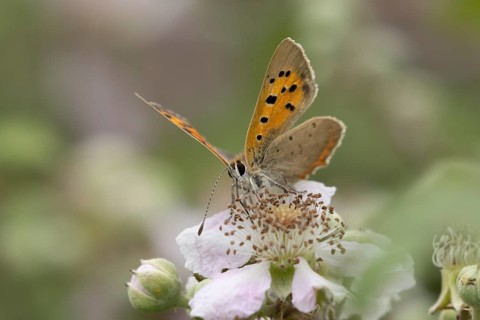 Small copper butterfly (Lycaena phlaeas) adult insect feeding on bramble flowers in summer,