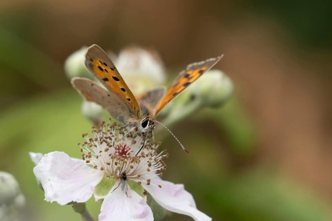 Small copper butterfly (Lycaena phlaeas) adult insect feeding on bramble flowers in summer,