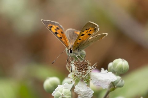 Small copper butterfly (Lycaena phlaeas) adult insect feeding on bramble flowers in summer,