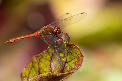 Ruddy darter dragonfly (Sympetrum sanguineum) adult insect resting on a beetroot vegetable leaf in