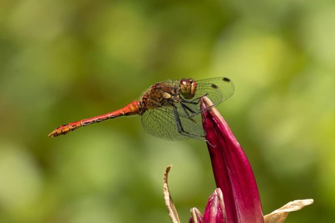 Ruddy darter dragonfly (Sympetrum sanguineum) adult insect resting on a garden lily flower in