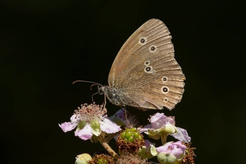 Ringlet butterfly (Aphantopus hyperantus) adult insect feeding on bramble flowers in summer,