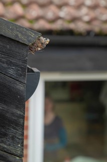 Red admiral butterfly (Vanessa atalanta) adult resting on a house roof prior to hibernating,