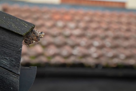 Red admiral butterfly (Vanessa atalanta) adult resting on a house roof prior to hibernating,