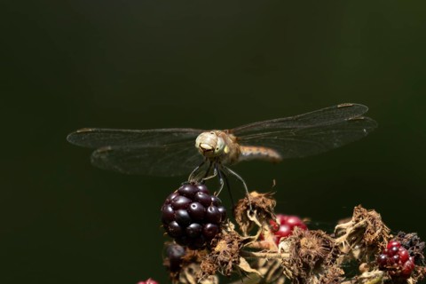 Common darter dragonfly (Sympetrum striolatum) adult insect resting on blackberries in summer,