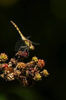 Common darter dragonfly (Sympetrum striolatum) adult insect resting on blackberries fruit in