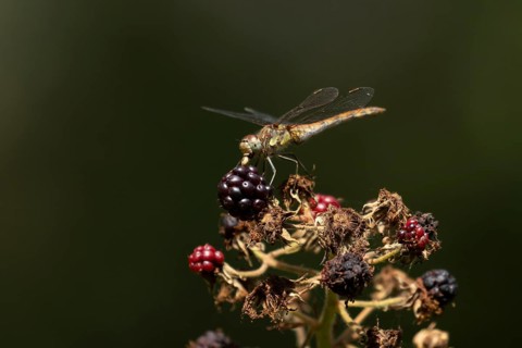 Common darter dragonfly (Sympetrum striolatum) adult feeding on a small insect while resting on