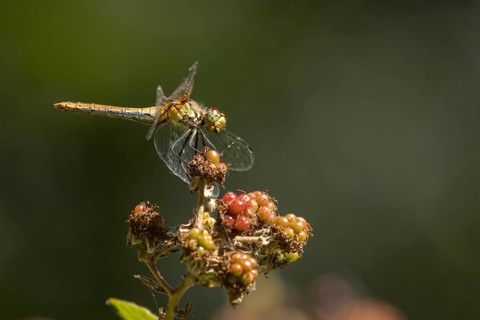 Common darter dragonfly (Sympetrum striolatum) adult insect resting on blackberries in summer,