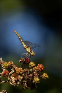 Common darter dragonfly (Sympetrum striolatum) adult insect resting on blackberries fruit in