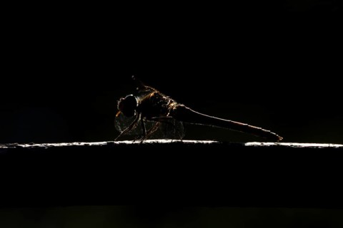 Common darter dragonfly (Sympetrum striolatum) adult insect resting on wood backlit in summer,