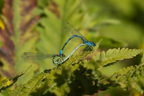 Common blue damselfly (Enallagma cyathigerum) two adult damselflies mating on a plant leaf in