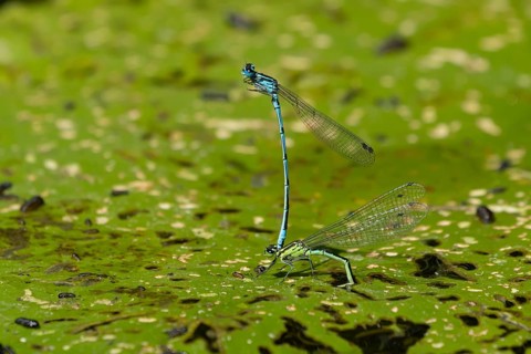 Common blue damselfly (Enallagma cyathigerum) two adult damselflies mating on a water lily leaf on