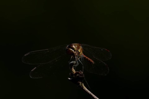 Common darter dragonfly (Sympetrum striolatum) adult insect resting on a tree branch in summer,