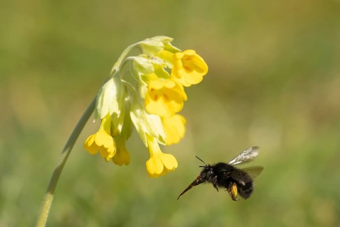 Ashy mining bee (Andrena cineraria) adult flying towards a Cowslip flower in springtime, England,