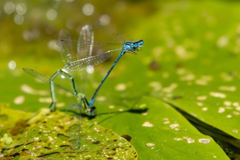 Common blue damselfly (Enallagma cyathigerum) two adult damselflies mating on a water lily leaf on