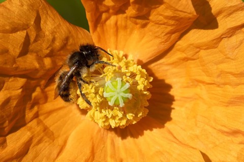 Honey bee (Apis mellifera) adult insect feeding on a garden orange poppy flower, England, United