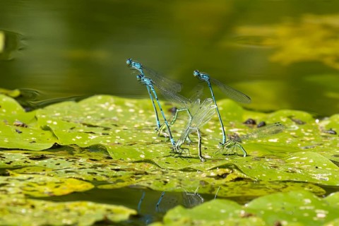 Common blue damselfly (Enallagma cyathigerum) three adult pairs of damselflies mating on a water