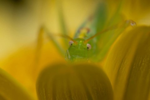 Oak bush cricket (Meconema thalassinum) adult insect on a garden yellow flower in summer, England,