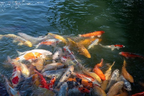 Koi, Nishikigoi, colour carp, many fish feeding on the water surface in the moat of Hiroshima