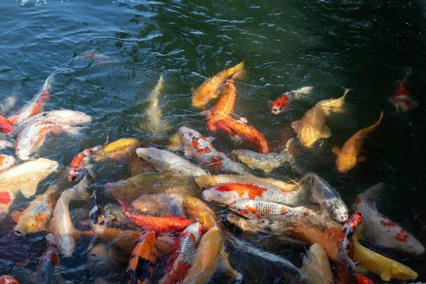 Koi, Nishikigoi, colour carp, many fish feeding on the water surface in the moat of Hiroshima