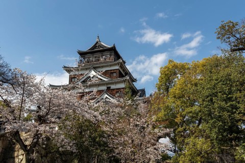 Hiroshima Castle, also known as Carp Castle, in front of a blue sky with cherry blossoms, Sakura,