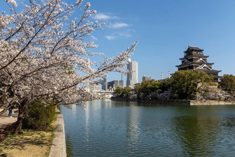 Hiroshima Castle, also known as Carp Castle, against a blue sky with cherry blossoms, sakura, and