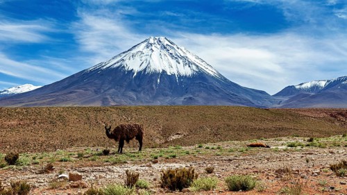 A llama stands in front of a snow-capped volcano in a vast desert landscape, llamas in the