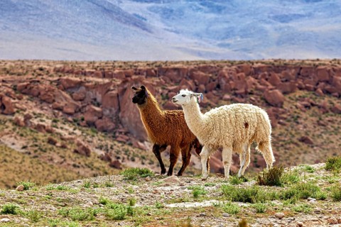Two llamas, one brown, one white, walk across a stony pasture in a rocky desert landscape, llamas