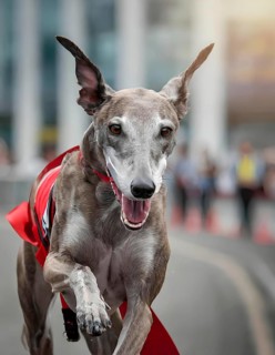 A grey dog is running on a road with a red ribbon around its neck. The dog appears to be happy and