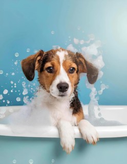A dog is in a bathtub with bubbles. The dog is brown and white, AI generated