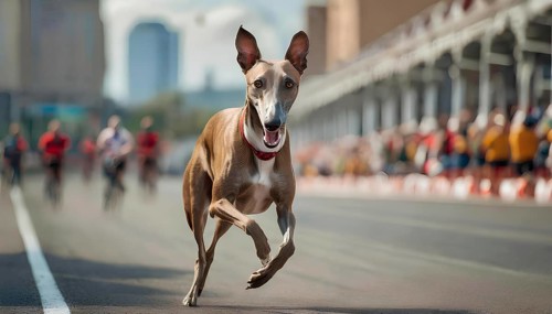 A dog is running on a road with a red collar. There are several people in the background, some of