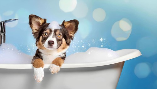 A dog is in a bathtub with bubbles. The dog is looking at the camera, AI generated