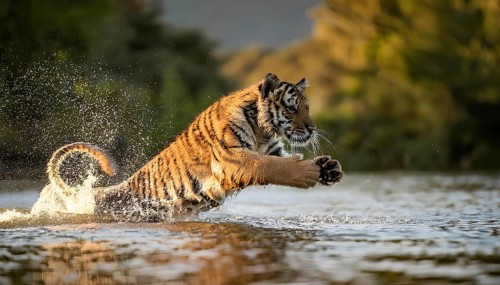 A Bengal tiger is captured in mid-air as it leaps through shallow water, splashing in a dynamic