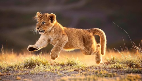 Lion cub jumping in the savannah at sunset, AI generated