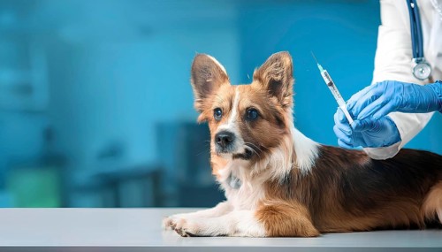 Corgi dog lying on a table in a veterinary clinic while a veterinarian prepares a syringe for an