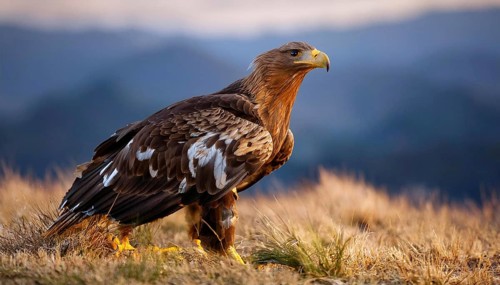A majestic golden eagle with brown and white feathers stands on a grassy hill, surveying its