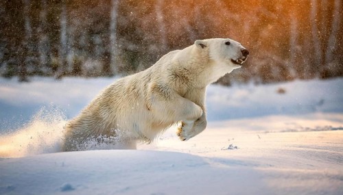 A polar bear dashes through the snow with sunlight illuminating its fur, creating a dynamic winter