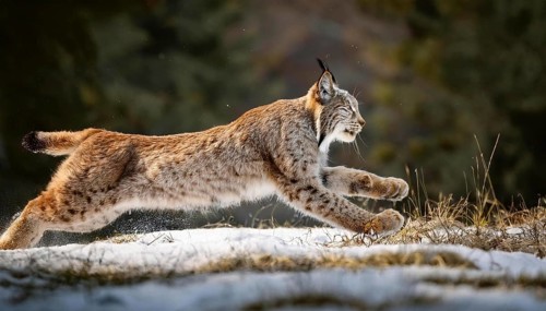 A majestic lynx runs swiftly through the snow in a forest, showcasing its agility and strength. The