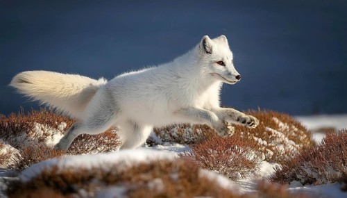 An arctic fox leaps through snowy tundra, its white fur blending into the winter landscape,