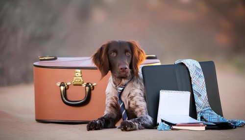 A dog is laying on a suitcase with a tie around its neck. The suitcase is brown and has a gold