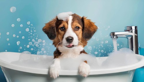 A dog is in a bathtub with bubbles. The dog is looking at the camera, AI generated